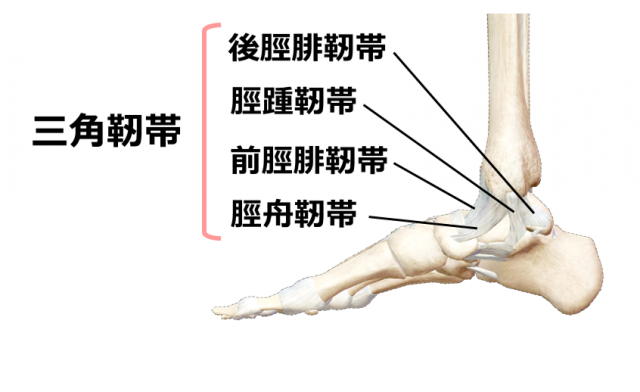 足首の内側の靭帯