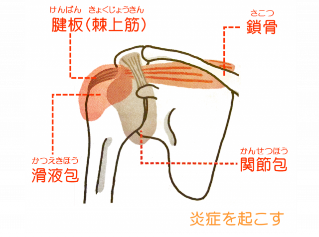 肩の解剖